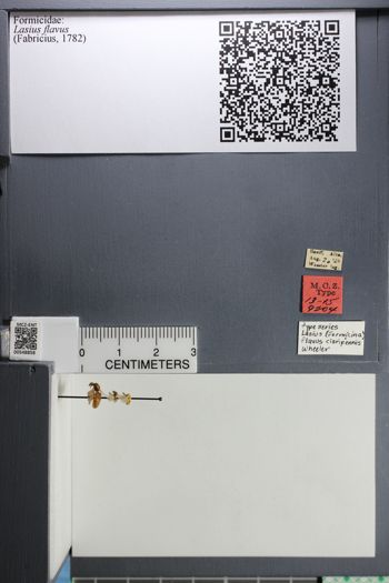 Media type: image;   Entomology 548858
